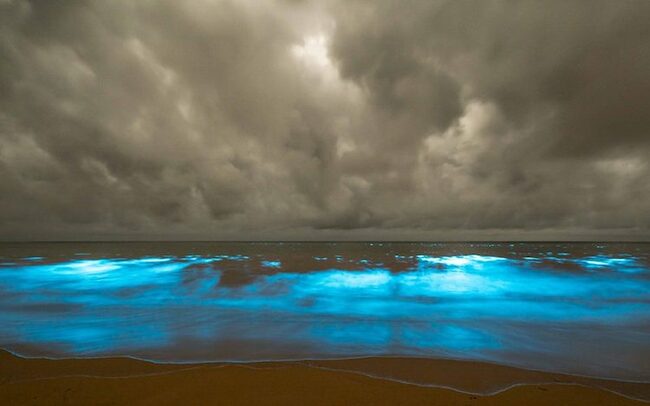 Природен феномен: море свети в луминисцентно синьо