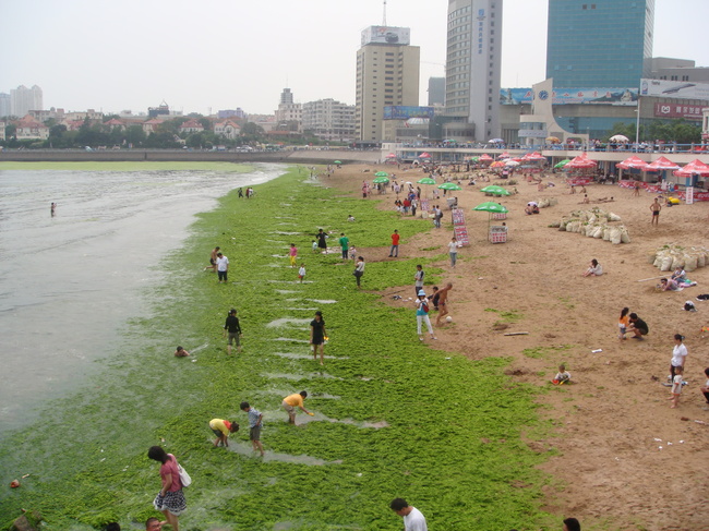 Зелените плажове в Китай