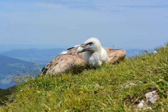 Камера излъчва на живо от гнездо на белоглави лешояди в Източните Родопи