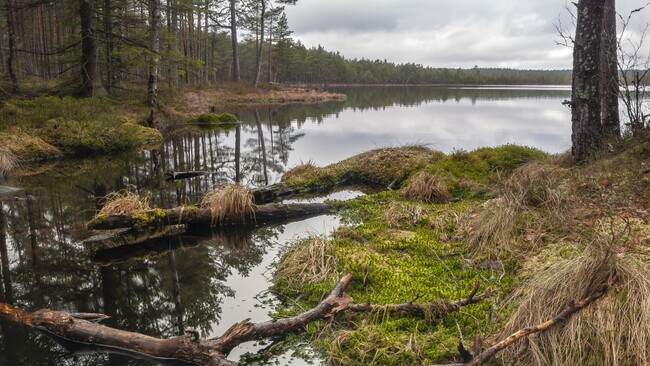 Изумителните природни паркове на Естония