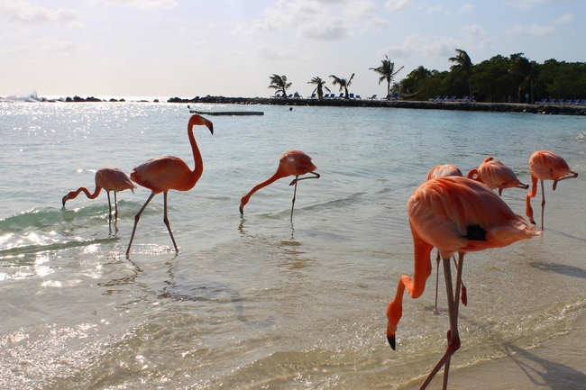 Вижте къде можете да плажувате в компанията на фламингота