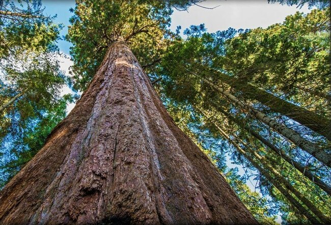 Национален парк „Редууд” – домът на най-високото дърво в света
