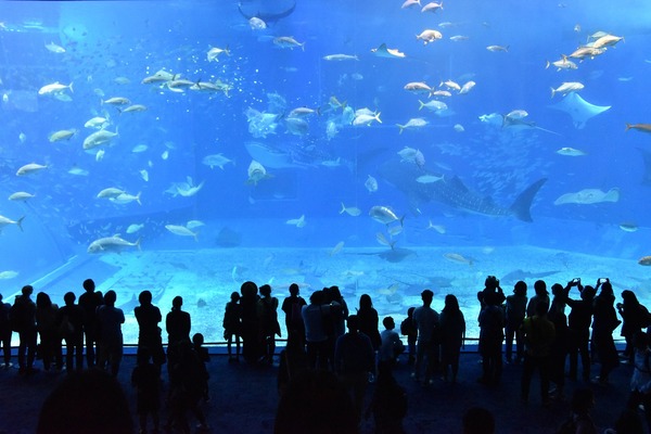 5 от най-красивите аквариуми в света