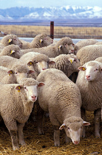 „Златни ножици“ - състезание по стригане на овце в Мастърсън, Нова Зеландия